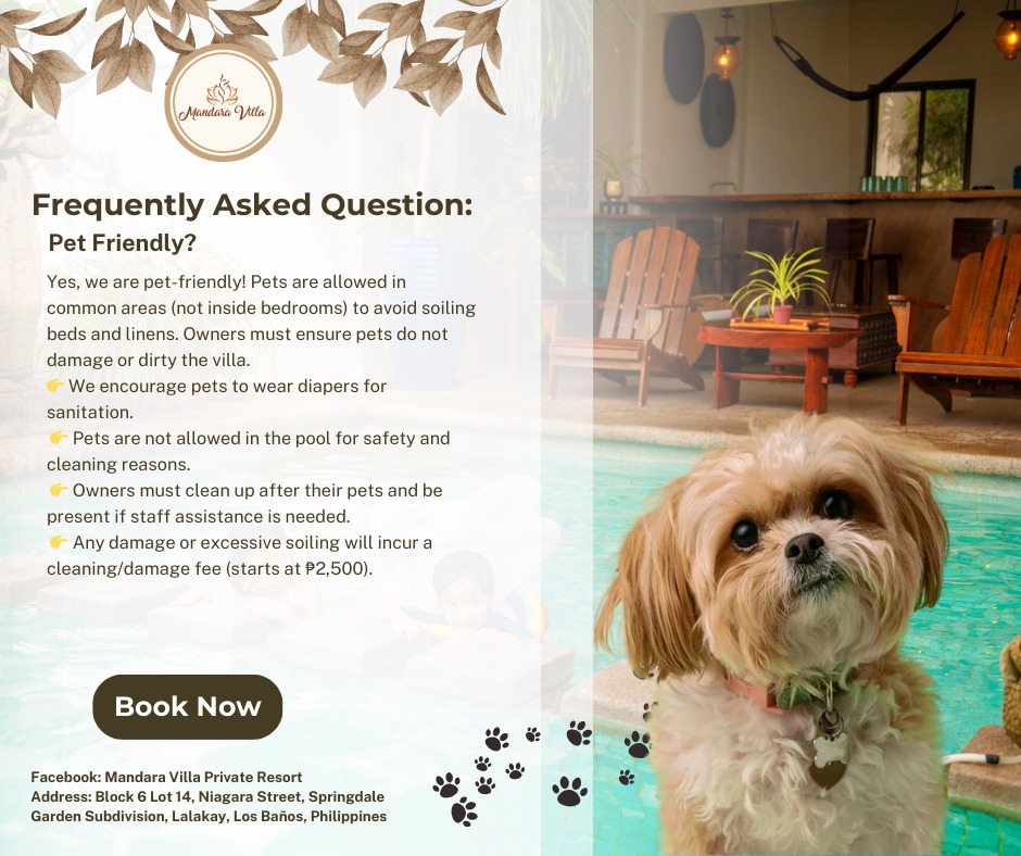 Pet-friendly villa — cute dog near the pool area with Adirondack chairs and entertainment lounge visible in the background